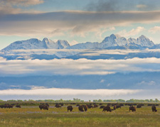 USA-Colorado-Bison and Cattle Working Ranch in Colorado
